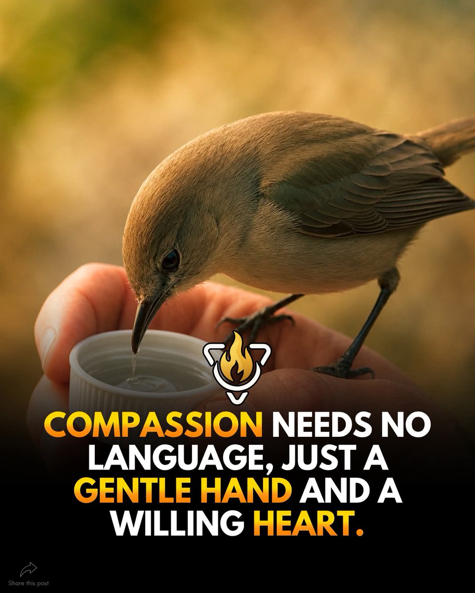 beholy404's tweet photo. 🔥 Kindness Is Understood By Everyone 🔥 https://t.co/PJ19yv2u3i