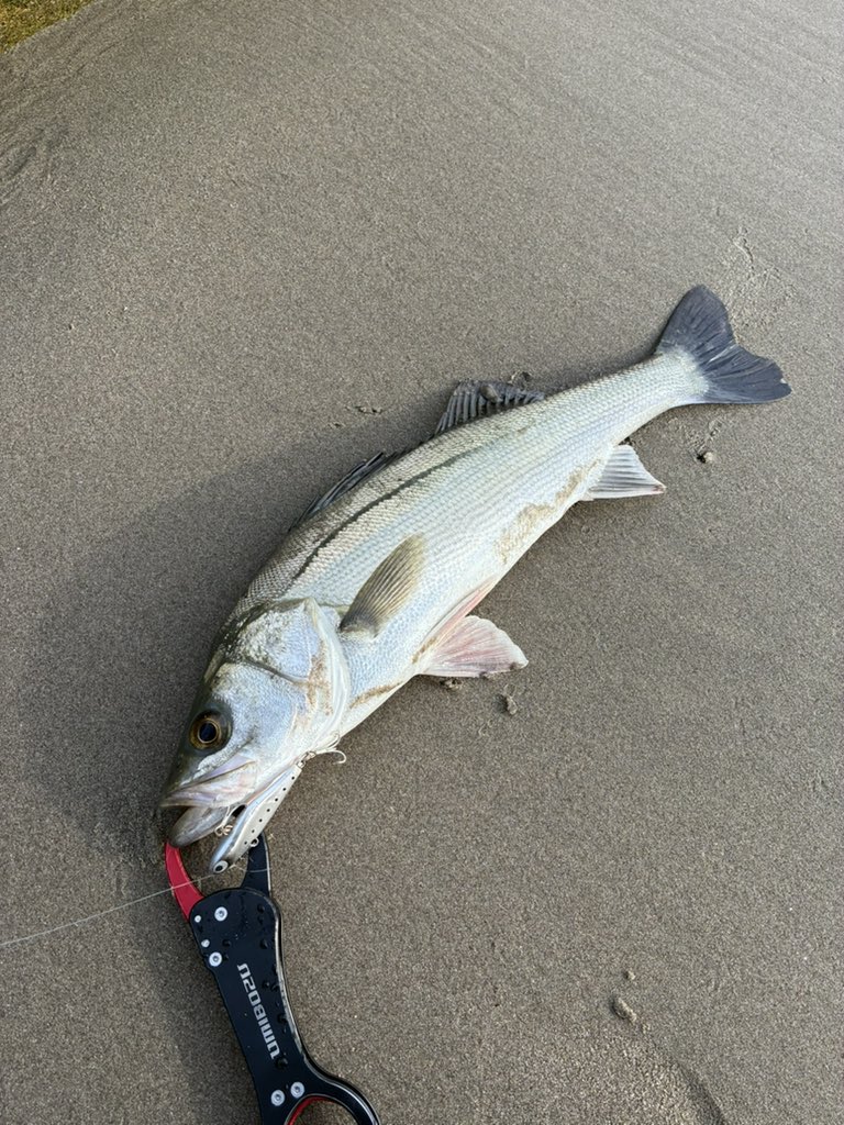 Anglers_tw's tweet photo. 今朝は気になってたポイントへ💨
数投して50前後2本‼️ポジガレのクリスタルサリーで👍
あたりも無くなり隣のポイントへ‼️沖テトラの際を通すとドォーン😄良型GET 。
時間をおいて2本追加！上出来✌️

#pozidrivegarage
#ポジドライブガレージ #ポジドラ
#pdg #クリスタルサリー60s 
#ポジドライ部 #PR https://t.co/OyySoMl7CQ