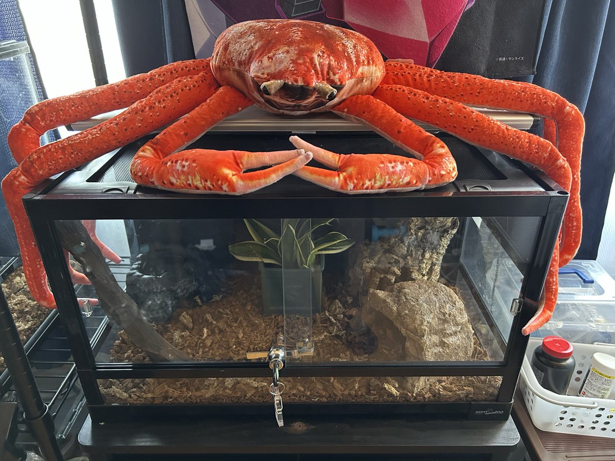 UNsub3000's tweet photo. 🦀このケージは貰ったカニ https://t.co/t8GejKP60d