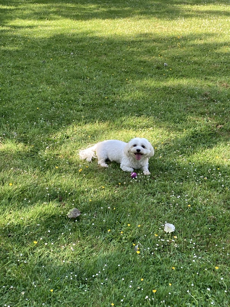 VerbreeJantine's tweet photo. Goedemorgen, lekker met mijn buurhondje gewandeld. Het is nu nog heerlijk buiten https://t.co/6rE2Sa3MpN