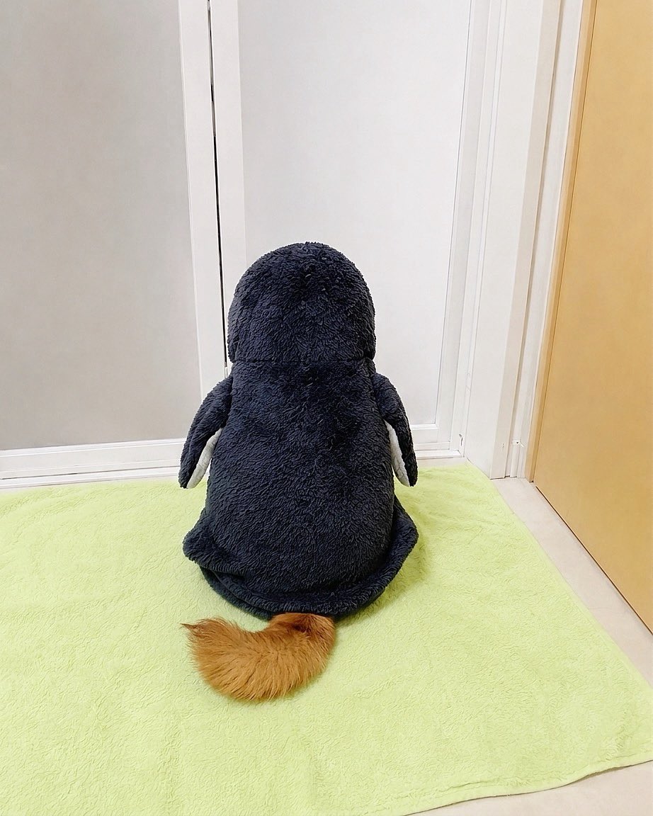 柴犬·͜·♡もも tweet media