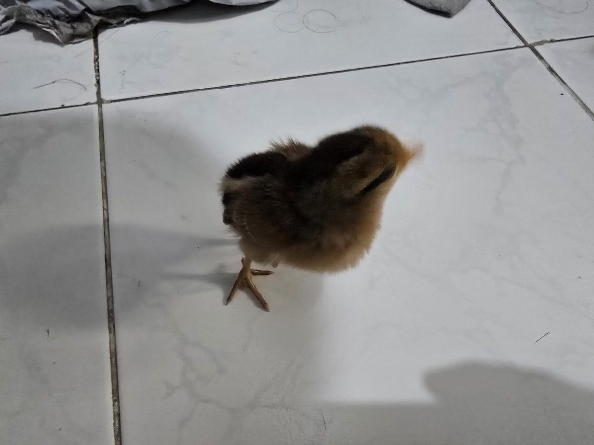 YukimuraRitz's tweet photo. so here's a new friend, it followed my dad and now it's here https://t.co/3D7SnFlAZz
