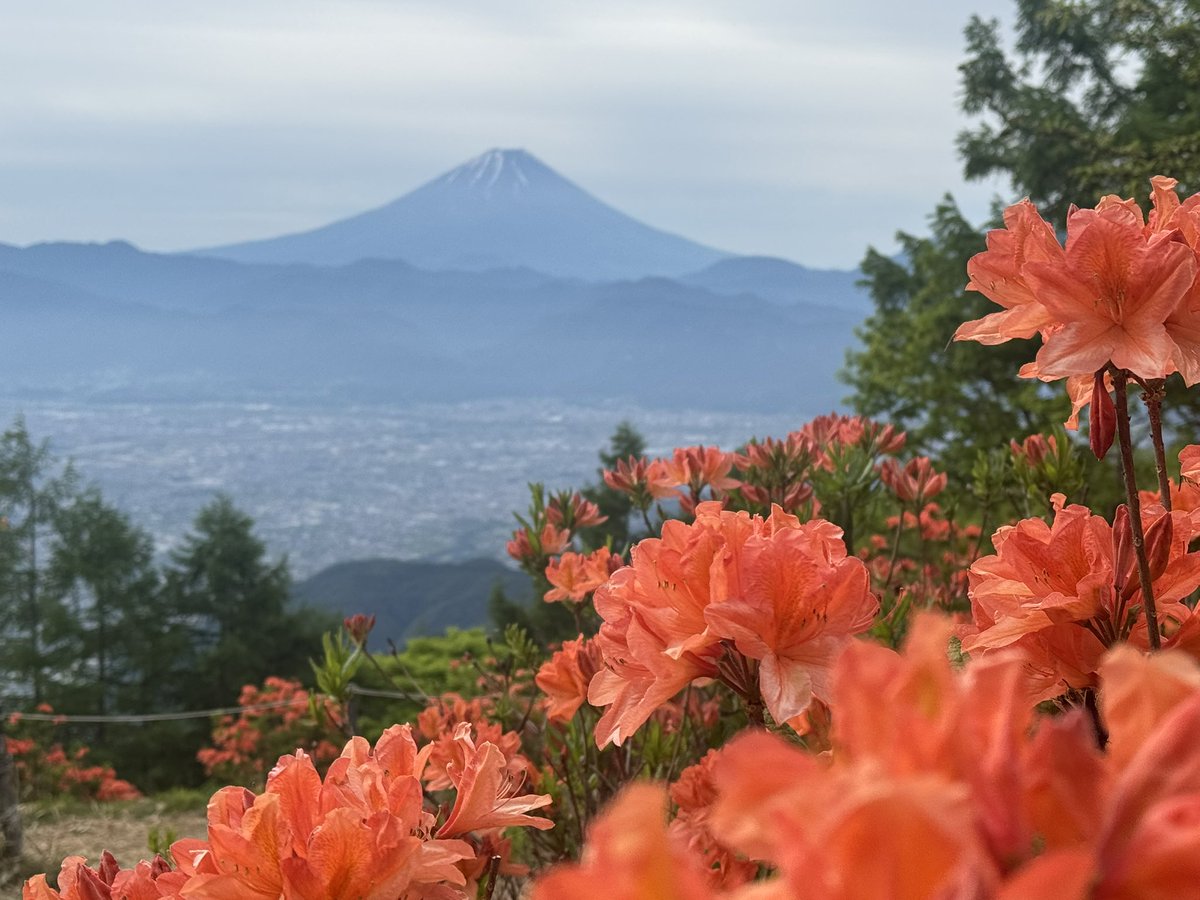 honmangen's tweet photo. レンゲツツジと富士山をがっつり楽しめる甘利山。
今の時期、天国みたいな登山道。
全部咲いて真っ赤になってるところ見てみたい。 https://t.co/J6tCQ11i6A