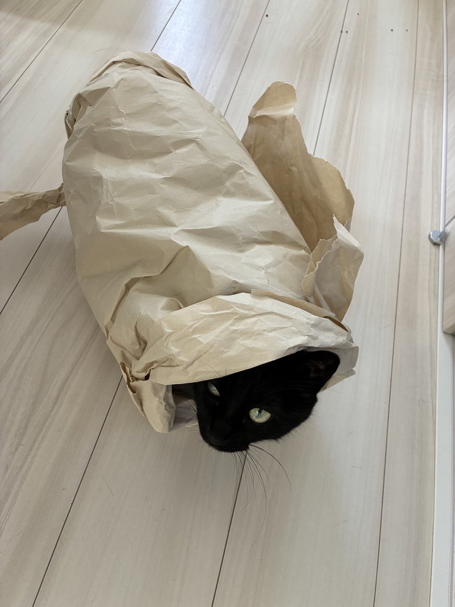 cat13590's tweet photo. わがはいは

ぬこである

なにっすや？
なんか変っすか？

新種のミノムシだっちゃねw https://t.co/WKH1fgUlzX