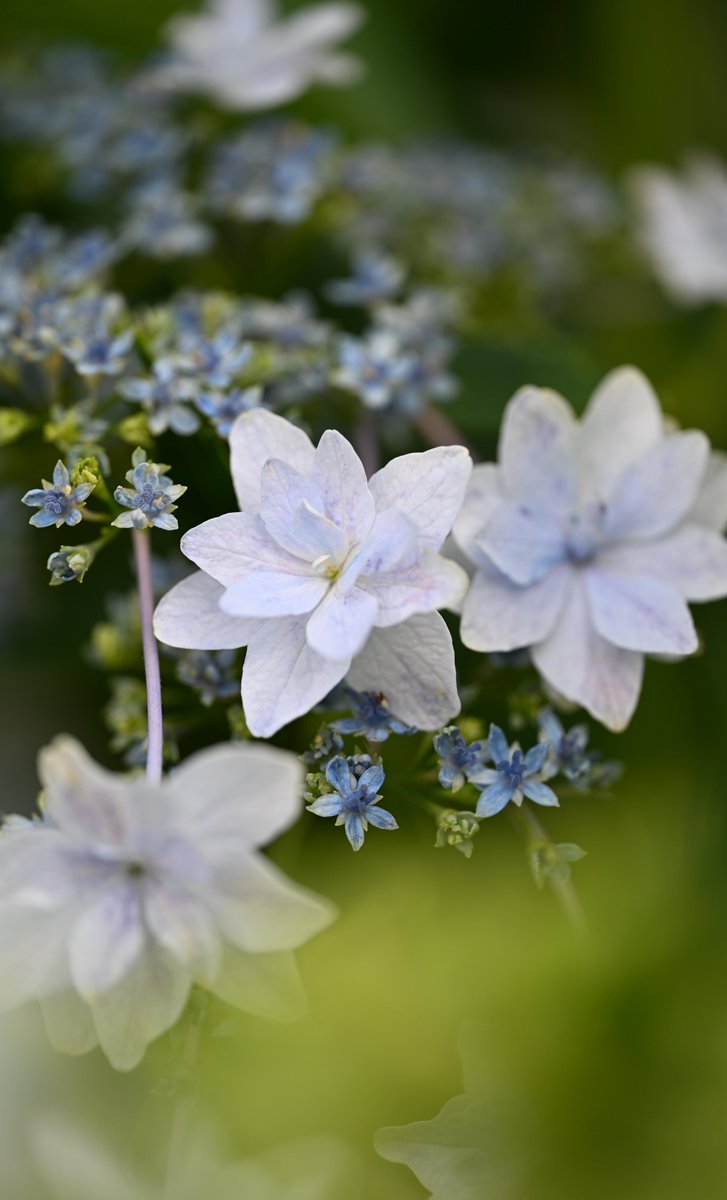紫陽花 Nikon Z8＋NIKKOR Z MC 105mm f/2.8 VR