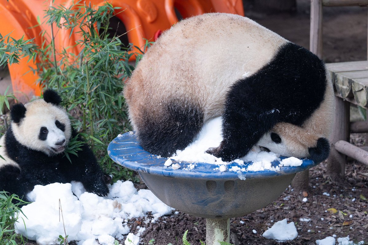 CGTNOfficial's tweet photo. As temperatures rise in southwest China, giant pandas at Chongqing Zoo are keeping cool in style. The zoo prepared cold baths and fruit skewers, giving the beloved creatures a refreshing way to beat the summer heat.

See the pandas roll in the snow, snack on icy treats and enjoy their own version of a summer barbecue! #ChinaSeen