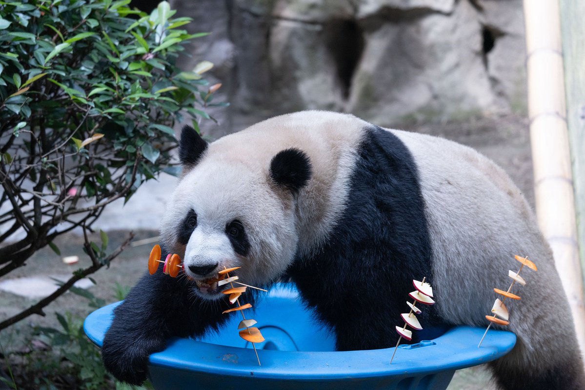 CGTNOfficial's tweet photo. As temperatures rise in southwest China, giant pandas at Chongqing Zoo are keeping cool in style. The zoo prepared cold baths and fruit skewers, giving the beloved creatures a refreshing way to beat the summer heat.

See the pandas roll in the snow, snack on icy treats and enjoy their own version of a summer barbecue! #ChinaSeen