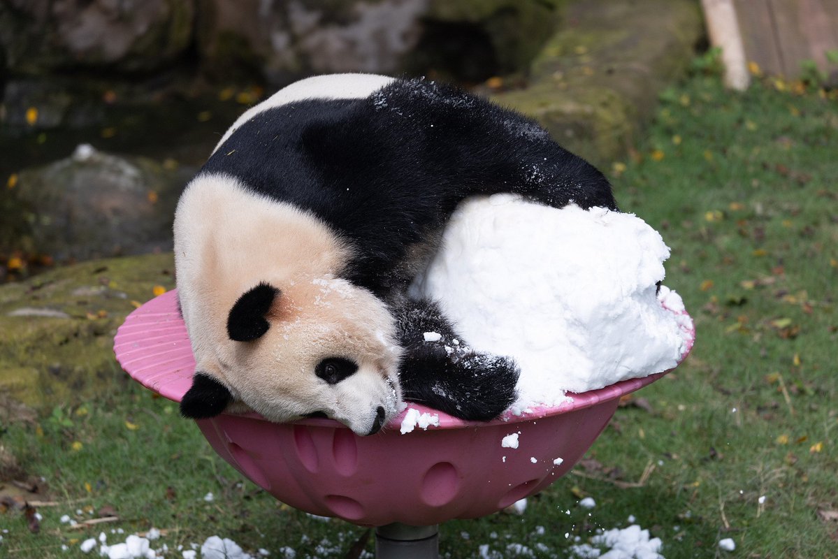CGTNOfficial's tweet photo. As temperatures rise in southwest China, giant pandas at Chongqing Zoo are keeping cool in style. The zoo prepared cold baths and fruit skewers, giving the beloved creatures a refreshing way to beat the summer heat.

See the pandas roll in the snow, snack on icy treats and enjoy their own version of a summer barbecue! #ChinaSeen