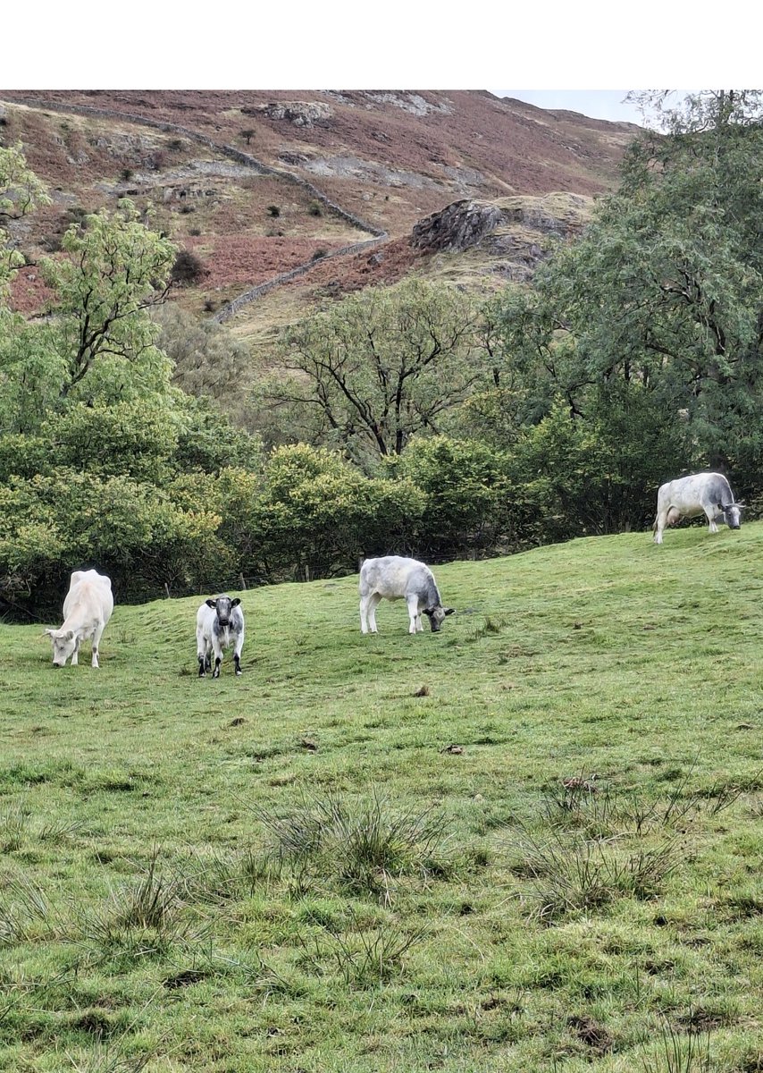 RGray46's tweet photo. @DailyPicTheme2 Cows on a #farm somewhere near Derwentwater in The Lake District Xx https://t.co/fuq9e3DGpn