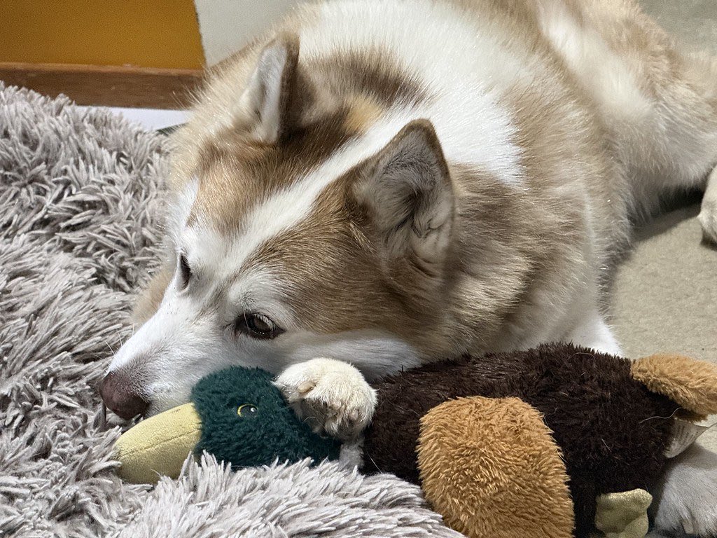 red_wolf's tweet photo. Duck! / #RedWolf https://t.co/JWzWZ9BQPc #photography #pod #dog #husky #siberianhusky #white #orange https://t.co/dmwJ5qfF5j