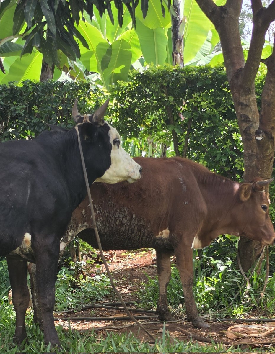 joan_reals's tweet photo. I've been late for church taking the cow to be climbed kumbe it doesn't have smell. https://t.co/9R74JXAdT7