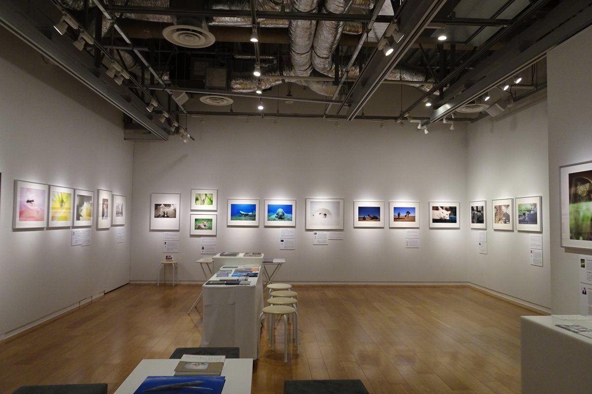 SonyImgGallery's tweet photo. 【作品展開催中】  

開催中のソニーイメージングギャラリー企画写真展
『わたしのともだち　～ 写真家と愛しい存在の物語 ～　Part6』の会期終了まで残り3日となりました。
最終日も19時まで開館しております。  

ソニーイメージングギャラリー企画写真展
わたしのともだち　～ 写真家と愛しい存在の物語 ～　Part6
会期：2026年5月22日(金)～6月4日(木)

 #SonyImagingGallery #sonygallery #sony #photography #photographer #わたしのともだち
#ソニーイメージングギャラリー #ソニー #ギャラリー #写真 #王露 #金森玲奈 #kichi #KYONJ #小澤太一 #篠田岬輝 #清水朝子 #東海林広太 #高崎勉 #長沢慎一郎 #中西敏貴 #中村惠美 #中村卓哉 #根本貴正 #原向日葵 #ハービー山口 #前川貴行 #八木ジン #山田耕熙 #吉住志穂 #吉永陽一