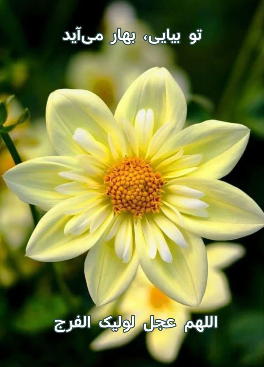 DyaaldynyM7804's tweet photo. سلام بر یوسف زهرا، ذخیره‌ی الهی 
سلام بر خورشید پشت پرده‌ غیبت 
که زمین و آسمان به نور وجودش زنده‌اند
سلام بر مولایی که ظهورش وعده‌ی قطعی خدا و امید مظلومان عالم است
ای مولا دل‌ها بی‌قرار تواند و چشم‌ها 
به افق آمدنت دوخته شده است
اللهم عجل لولیک الفرج
#فالوبک_تضمینی https://t.co/4nJk4Bjec4