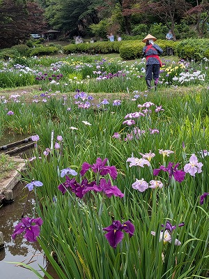 dolce_border's tweet photo. 5月最後のお花見散歩は、しょうぶ
６月末まで「しょうぶ・あじさい祭」らしい
次は、あじさいを見に来よう https://t.co/D8wKrvnZ3e