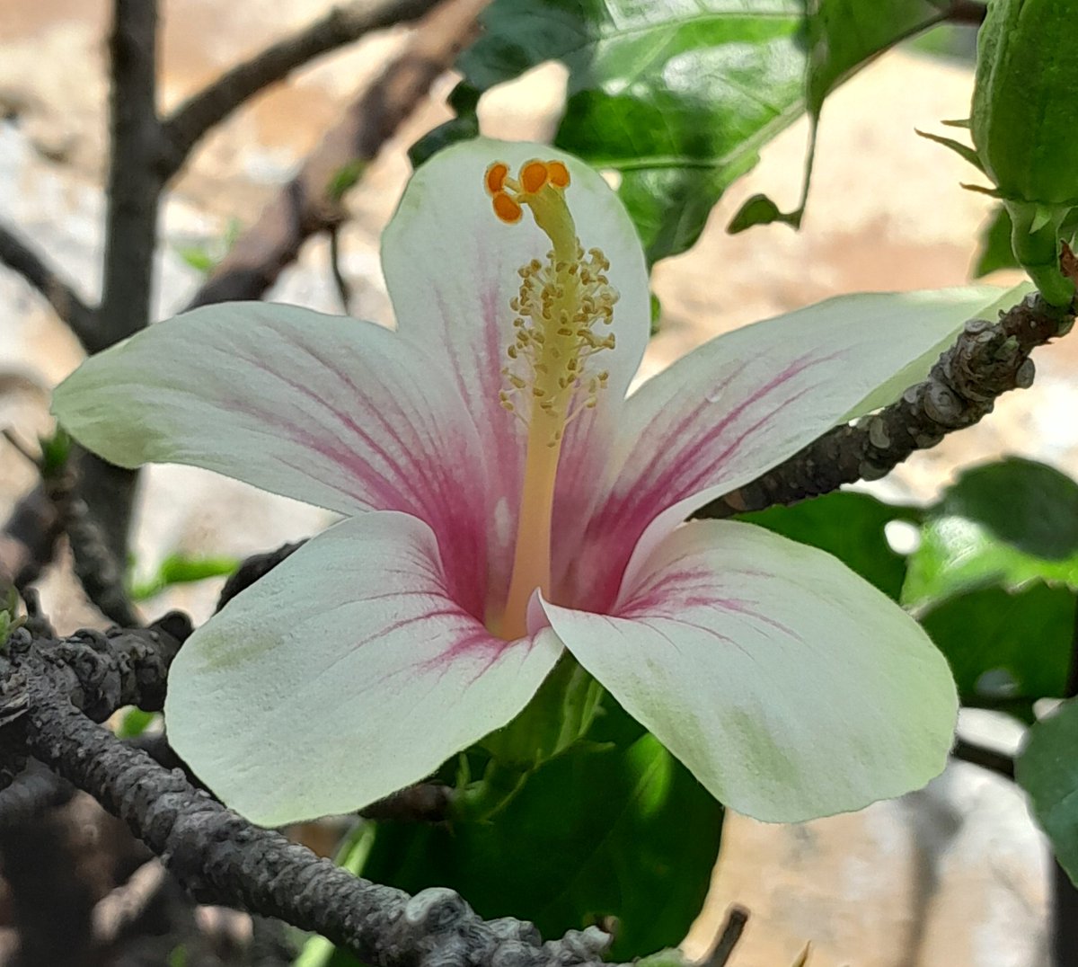 ETERNITY200815's tweet photo. Hibiscus 33 https://t.co/iJYESQImR1
