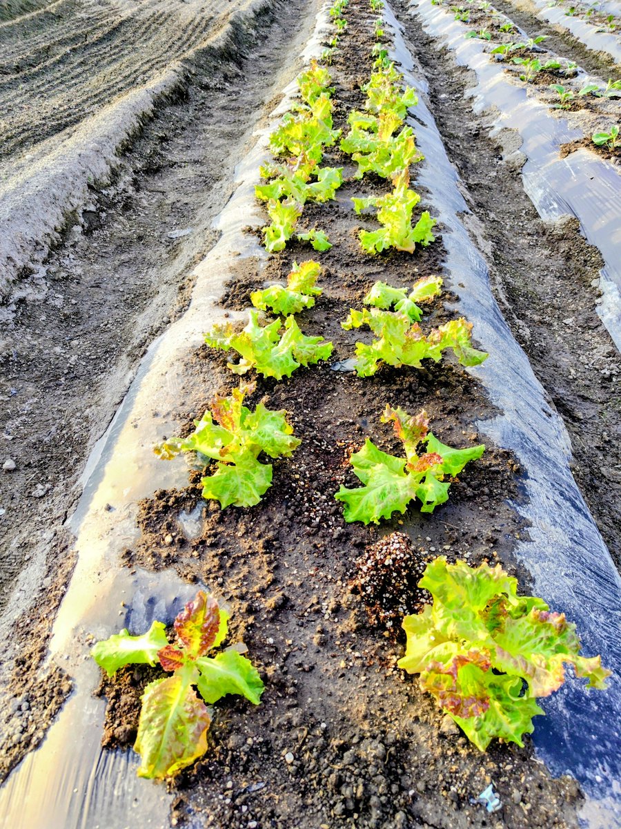 CcFpxs's tweet photo. サニーレタスたちの植え付け
無事に完了しました！🌱✨

​なんだか「ここ居心地いいかも」
「これからよろしくね〜」なんて
みんなで賑やかにお喋りしている
声が聞こえてきそう🤭

夕暮れの光を浴びて
さっそく心地よさそうに
葉を広げています🥬✨

#家庭菜園
#野菜
#サニーレタス https://t.co/pYYk20s3ui
