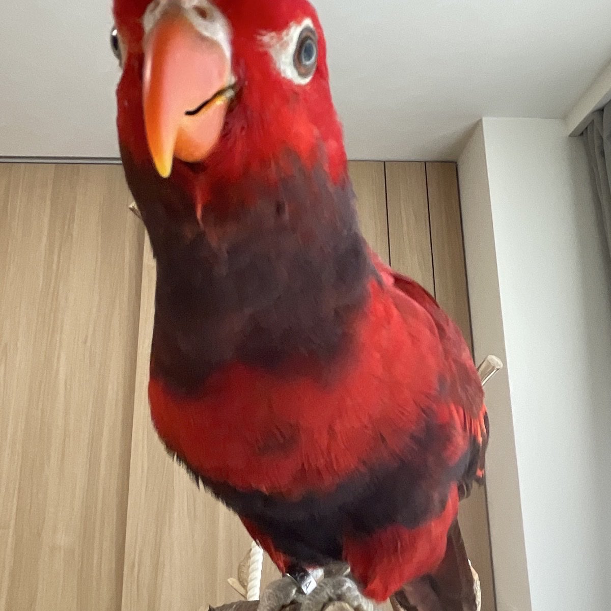 ClubParakeet's tweet photo. ｳｪｰｲ
週末風邪でダウンして遊びに行けず、日本ダービー中継見ながら初めて買った三連複が当たってた！
頑張って明日までに治すぞ💪 https://t.co/bhb6NFqxmb