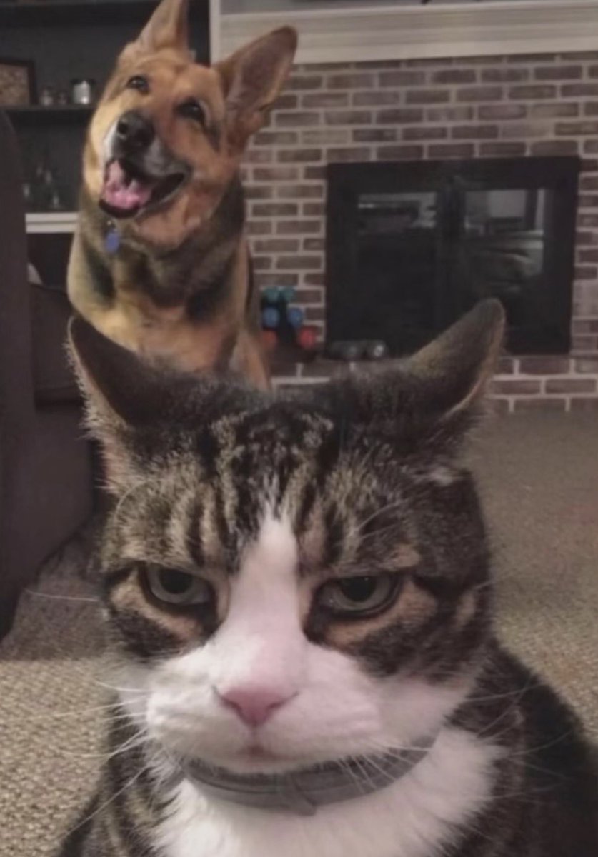 twaniimals's tweet photo. https://t.co/bTEsALbKvY