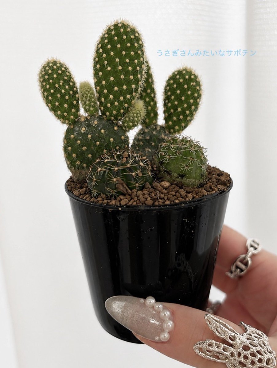 nussstollen7's tweet photo. BODEとうさぎサ��テン🌵 https://t.co/Js7asezyna