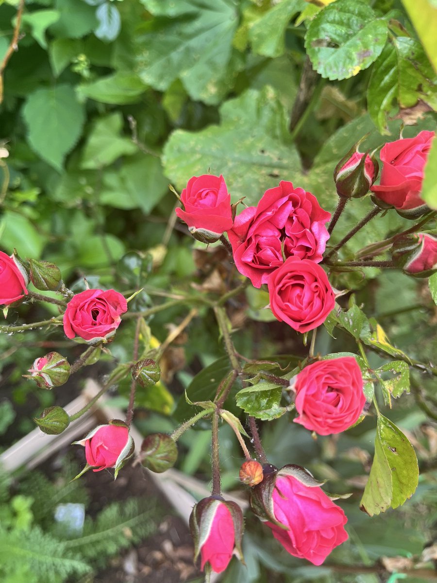 ginettebeugnet's tweet photo. Maman me disait toujours : « la nature te rend toujours ce que tu lui donnes ». Aujourd’hui, je dédis toutes les fleurs de mon jardin, toutes les fleurs de la terre à la source de notre vie. Notre maman. https://t.co/Oz5Xt0tMie