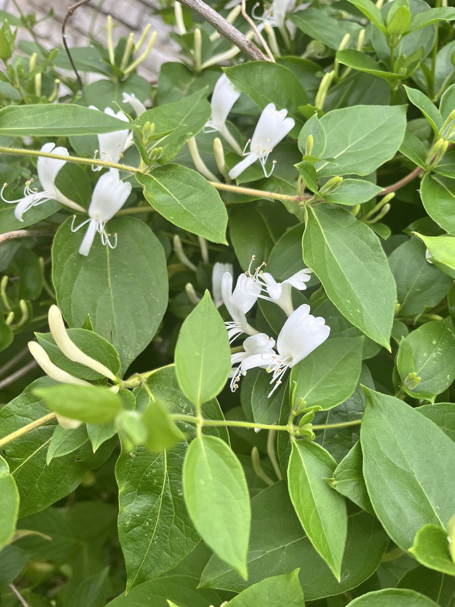 ginettebeugnet's tweet photo. Maman me disait toujours : « la nature te rend toujours ce que tu lui donnes ». Aujourd’hui, je dédis toutes les fleurs de mon jardin, toutes les fleurs de la terre à la source de notre vie. Notre maman. https://t.co/Oz5Xt0tMie