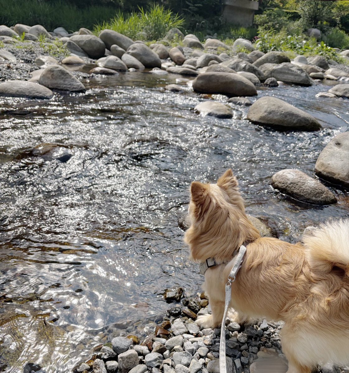 ux4np's tweet photo. 一足先に夏🎐♡
今回はふくたんも一緒に川遊びした🐶 https://t.co/1po4mlwh2U