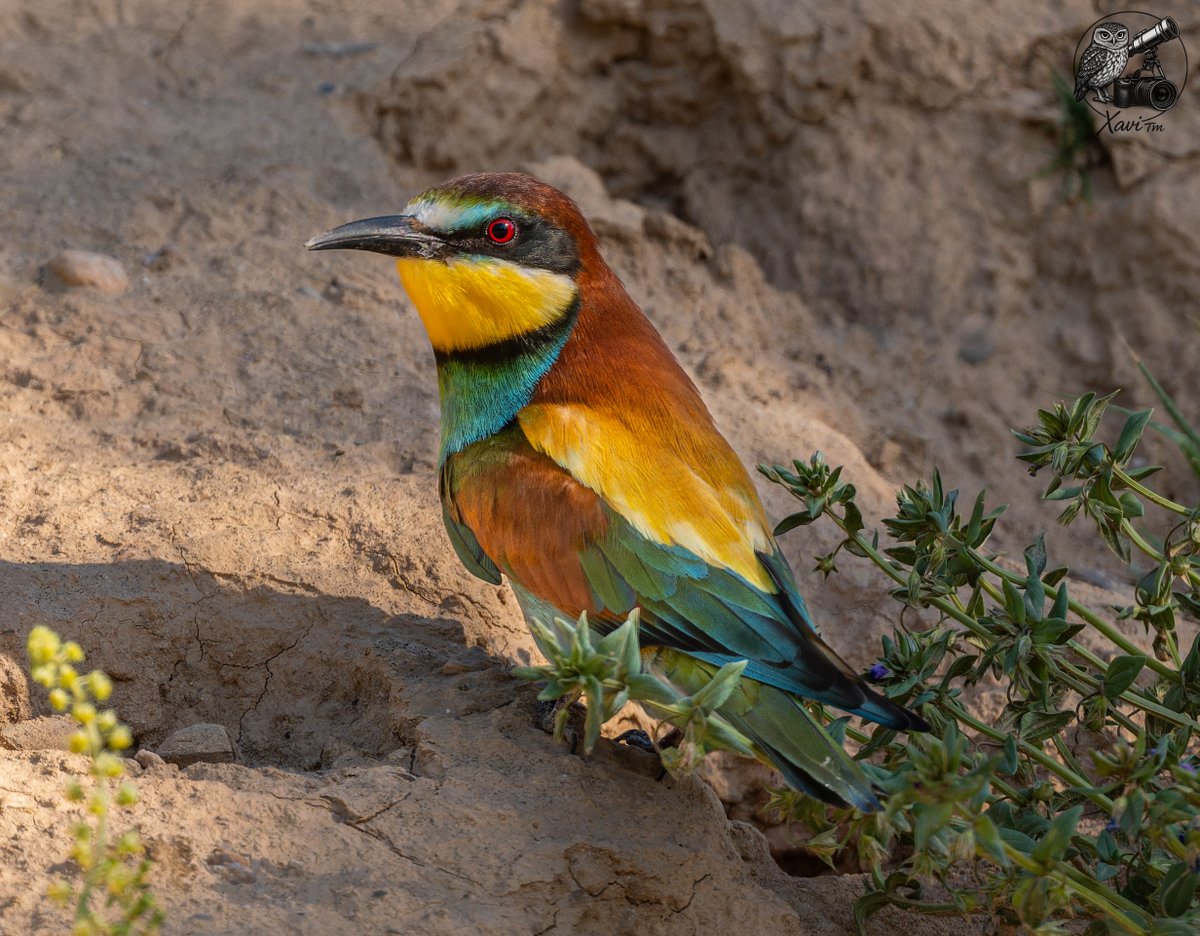 Xavi__TM's tweet photo. ESP / Abejaruco europeo
CAT / Abellarol comú
GAL / Abellaruco europeo
EUS / Erle-txoria
ENG / European Bee-eater
(Merops apiaster) https://t.co/HrgBHGfT6i