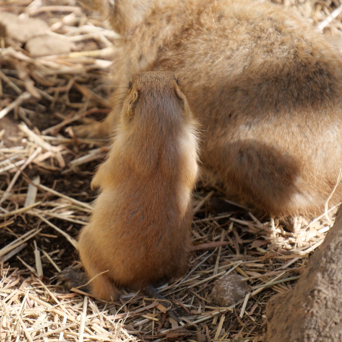 jp_mutsu's tweet photo. ベビちゃんの後頭部
2026-05-30
#かみね動物園
#オグロプレーリードッグ https://t.co/qRVBMyetb0