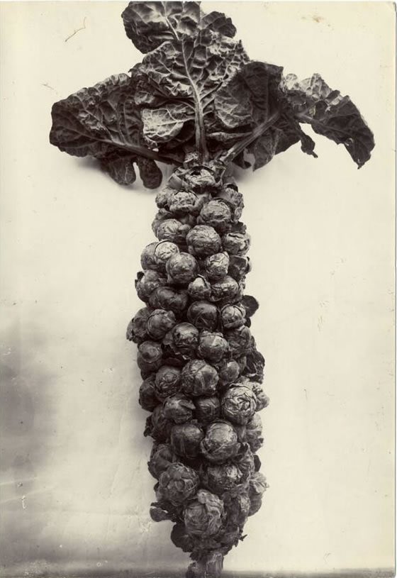 botanitopya's tweet photo. İngiliz bahçıvan ve fotoğrafçı Charles Jones'un -1895-1910 arası çekildiği sanılan- meyve, sebze ve çiçek fotoğraflarını konuşuyoruz🌿 Her bir konu nesnesinin uhrevi varlıklarmış gibi göründüğü fotoğraflar tesadüfen keşfedilmiş🌿10:30'da @acikradyo'da🌿https://t.co/mlkS05uMTW https://t.co/GTO8lGKOxk