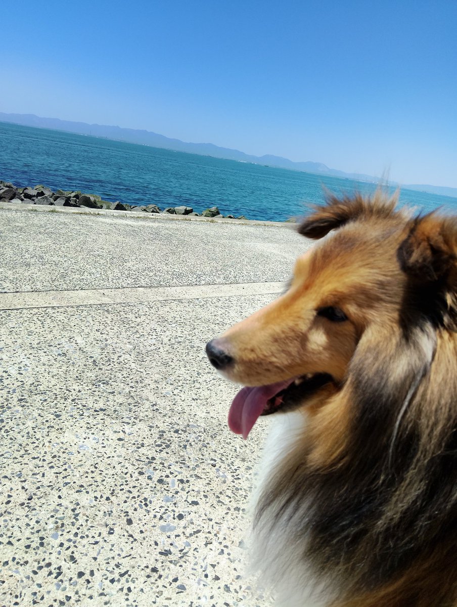 masatoSTEPNER's tweet photo. #久々のオフ #STEPN

久しぶりに妻と愛犬と海に！🌊

ドッグランに誰もいない🤣

みんなBBQやってる🍖

買ってきたら良かったなー

STEPNは捗ったけどね👟👟 https://t.co/W2C9ILZL03