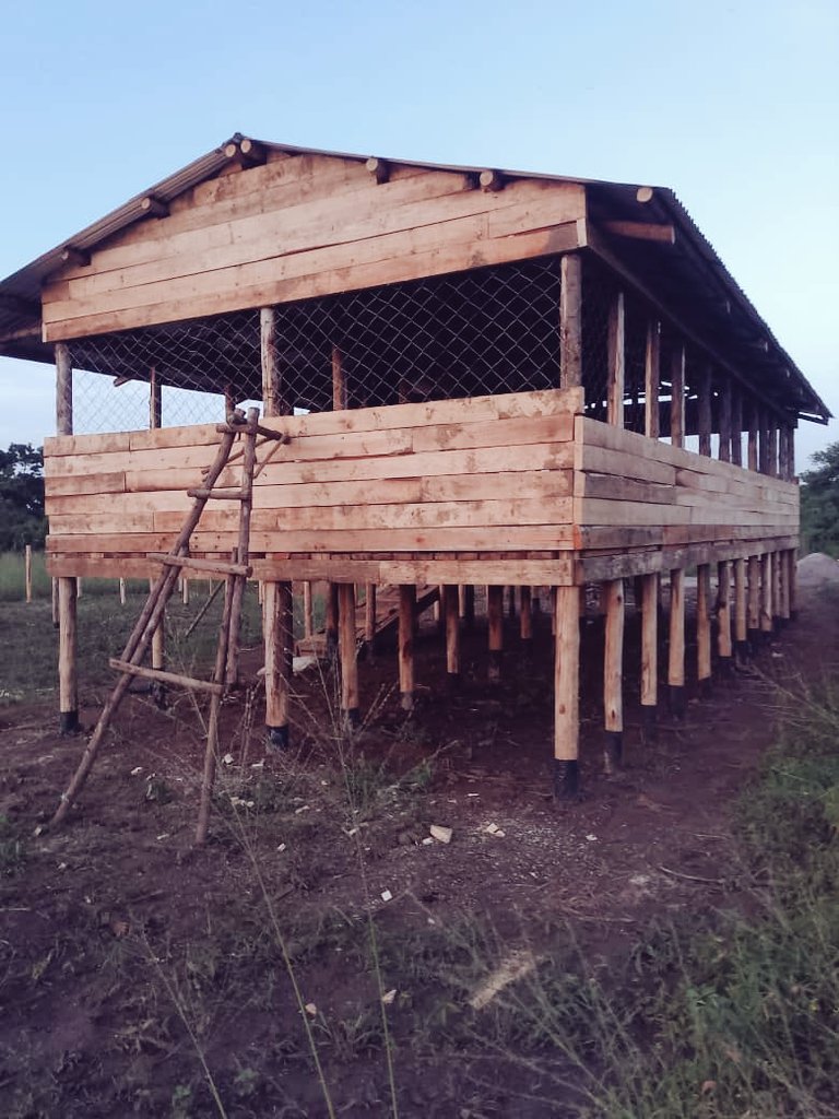 LawOpio45404's tweet photo. Besides surviving the mosquitoesβ daily blood-donation drive π¦π, the team is absolutely cooking on the goatsβ house! ποΈπ
The structure is coming to life; soon these goats will be walking around like proper landlords inspecting their luxury apartments π₯π
#GoatHouse #FarmLife #GoatGang