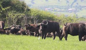 cheng_tweets's tweet photo. Guess the name of this animal?
1.Buffalo
2.Caw https://t.co/gZFxwxAL9T