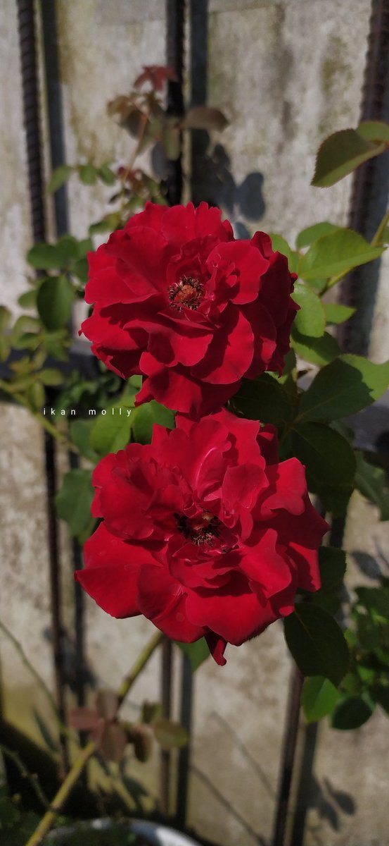 temennyasawi's tweet photo. Yg mekar tadi pagi
#roses https://t.co/AU3z1bAx9q