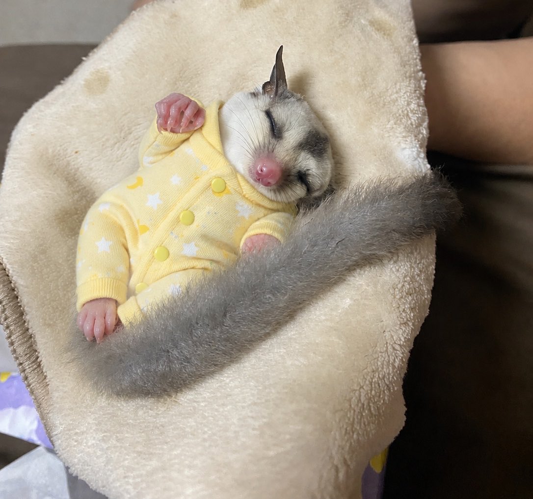momonchu_ch's tweet photo. 仰向けねんねグレイくん。
AIでパジャマ着せたら、かわいすぎ。

この寝顔を守りたい。 https://t.co/KgDCtFNwF5