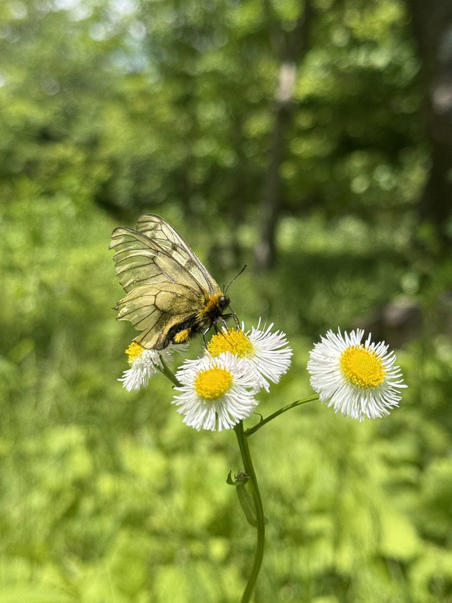 tohokuinsect's tweet photo. 本日はウスバシロチョウ🦋の観察会を催行しました✨

鱗粉が落ちて翅が透けている🪟✨面白いチョウです‼️
交尾シーンも観察できました😊

その他にもヒョウモンチョウ数種などなど…色々な虫たち🪲🐞に出会えました😄 https://t.co/alOQt7jd9I