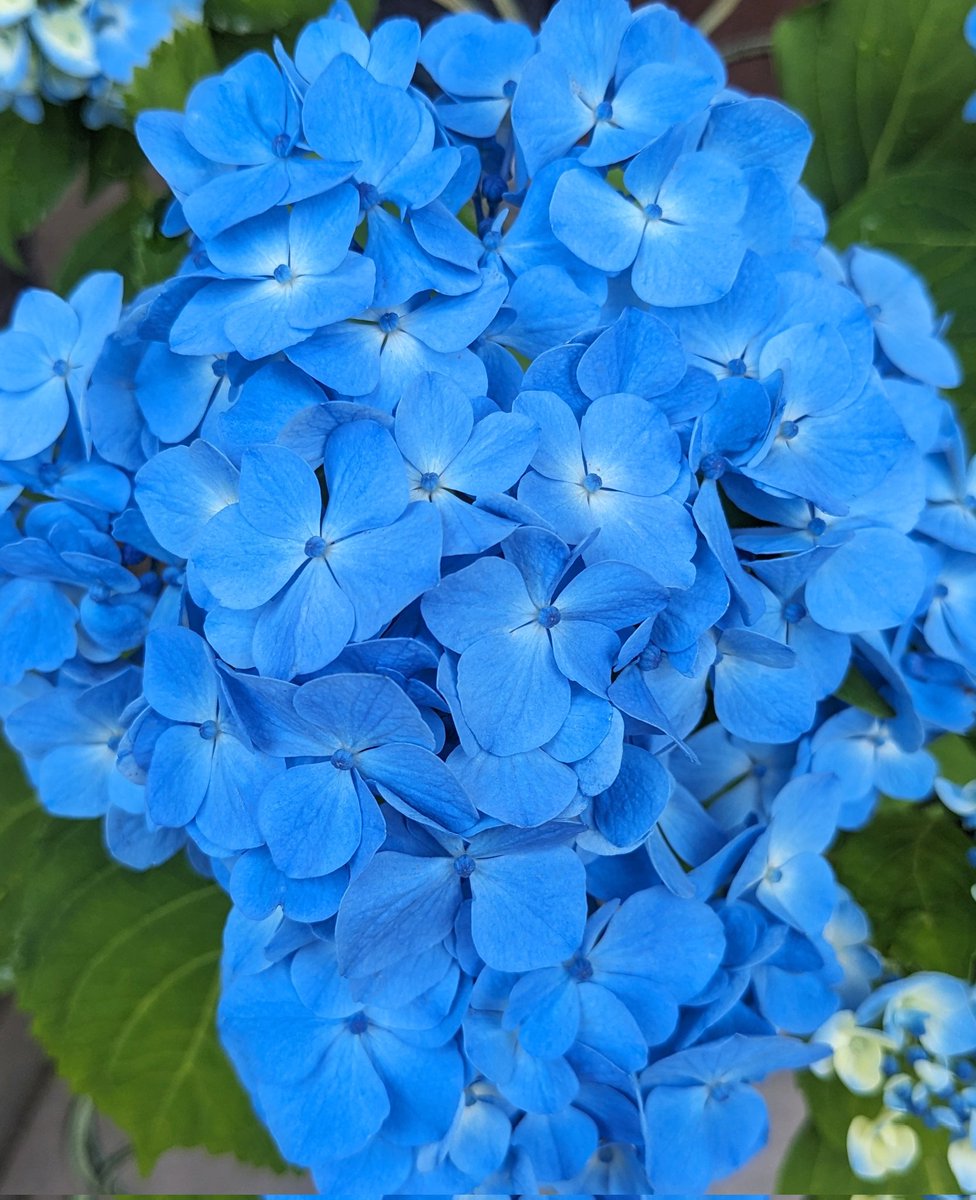 rumi_graphy's tweet photo. 自宅では、春に苗を買って育てていた紫陽花「ラピスラズリ」が綺麗に咲きました。(ネーミングに惹かれて買うの、インクでもお花でもありがち😂)

咲き始め(1枚目)から可愛くて、満開(2枚目)になると予想以上の鮮やかな青で惚れ惚れ〜😳 これはまさにラピスラズリ…😍✨ https://t.co/zkDehxS4a0