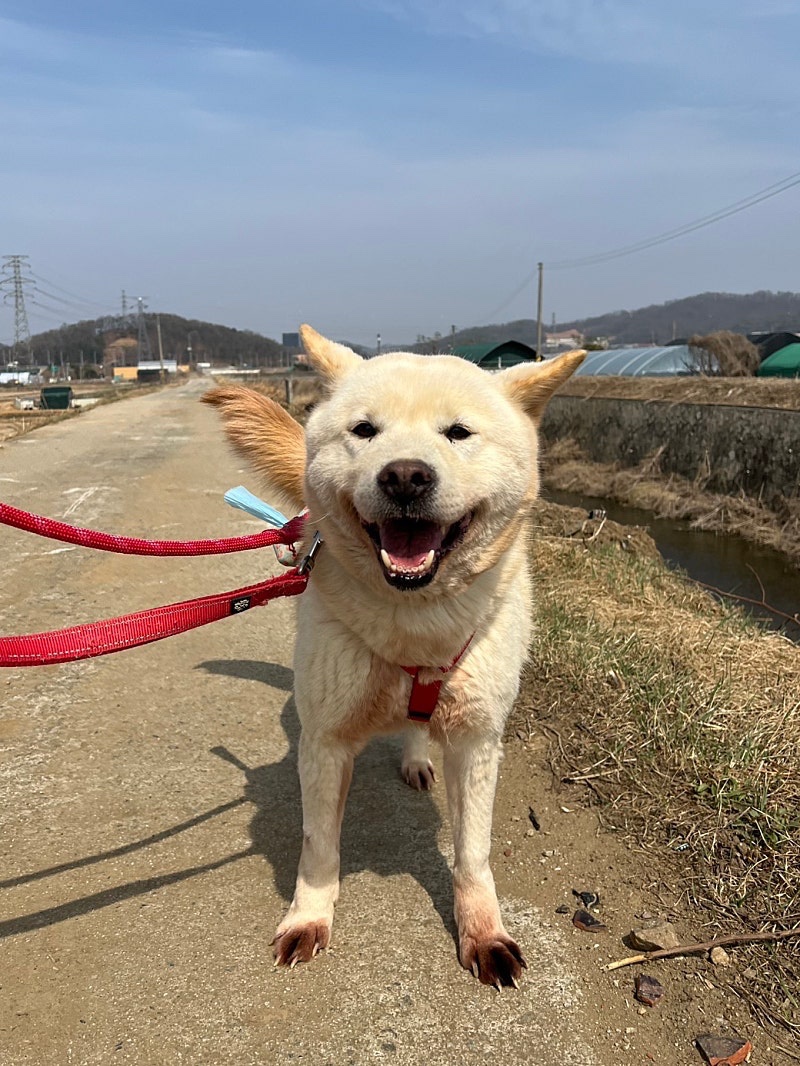 bokdolhihi's tweet photo. 보쟈보쟈~~ 취향멈이 있으시려나아~~~~ 
대략 20키로 단모 3살이하 믹스멈 성견 찾으신다구 헙니다~~ 

#행동사덕자
#행동사옥돌
#가족찾는_흰빵
#행동사_진해 https://t.co/9KG1jdgZnY
