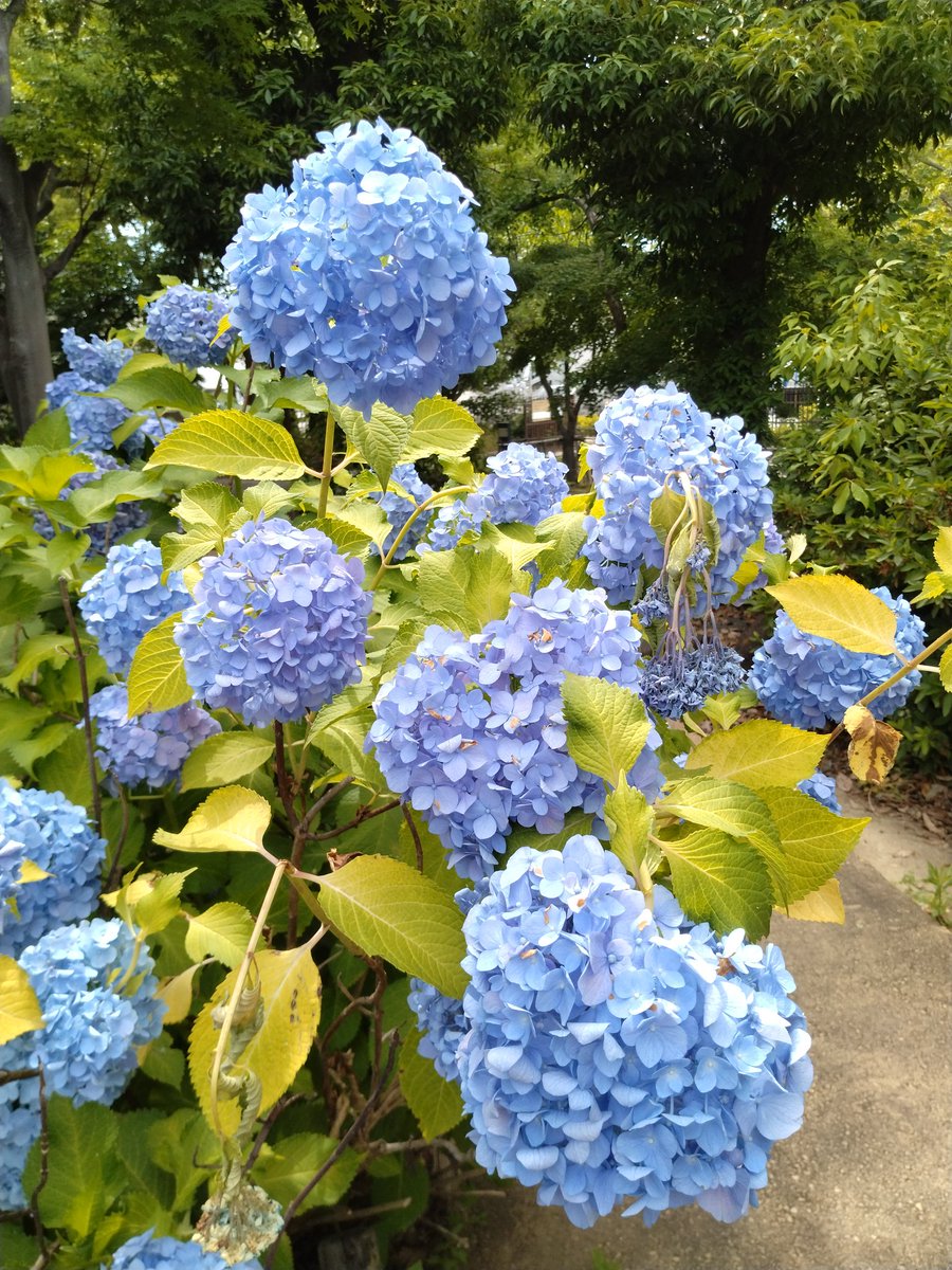 mars5656's tweet photo. 午前中は少し曇り気味だったけど、午後から真っ青な空が復活。街が眩しく見えますね。画像は元浜緑地公園の紫陽花。今年は少ない？
#元浜緑地公園 #尼崎市 #紫陽花 #あじさい #5月 https://t.co/VyninWmwGm