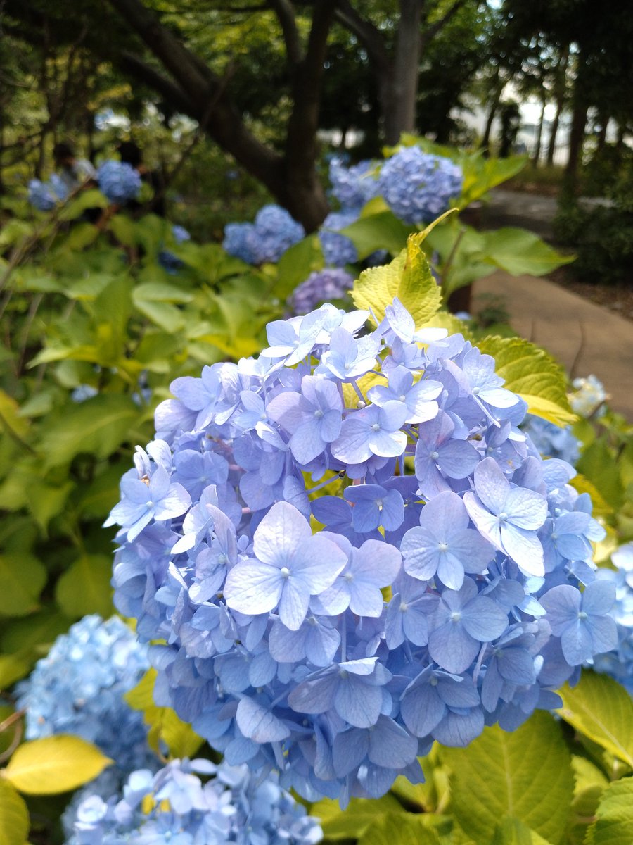 mars5656's tweet photo. 午前中は少し曇り気味だったけど、午後から真っ青な空が復活。街が眩しく見えますね。画像は元浜緑地公園の紫陽花。今年は少ない？
#元浜緑地公園 #尼崎市 #紫陽花 #あじさい #5月 https://t.co/VyninWmwGm