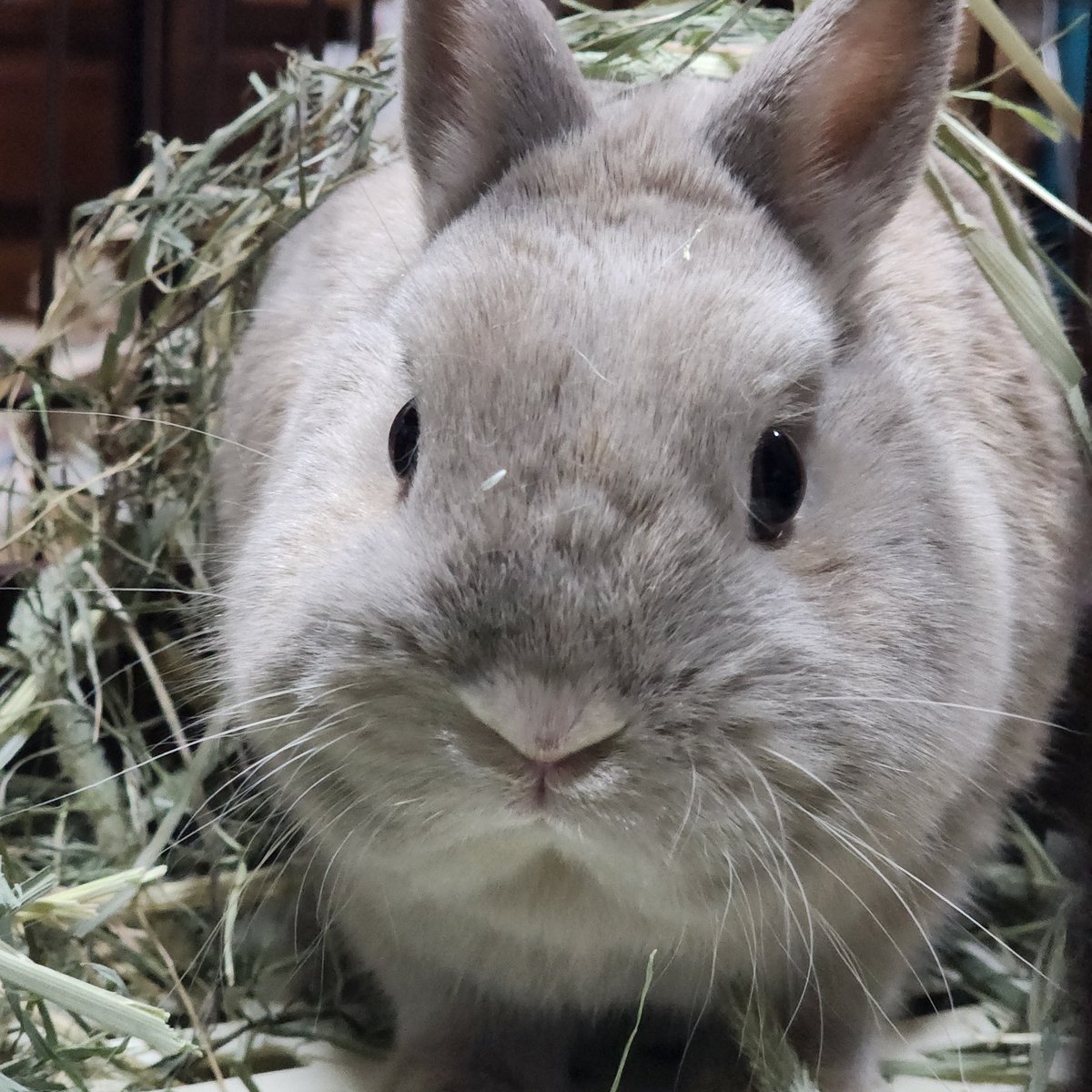 t7tick's tweet photo. 草乗せられても文句も言わないイーブイ
🐰?? https://t.co/iVxWZBgI90