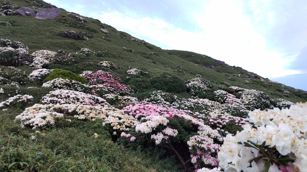 kuma_orso_osso's tweet photo. 屋久島シャクナゲが今年は当たり年だそうで、本当に天空のお花畑🌹🌹🌹🌹🌹 https://t.co/xuoERUi2le