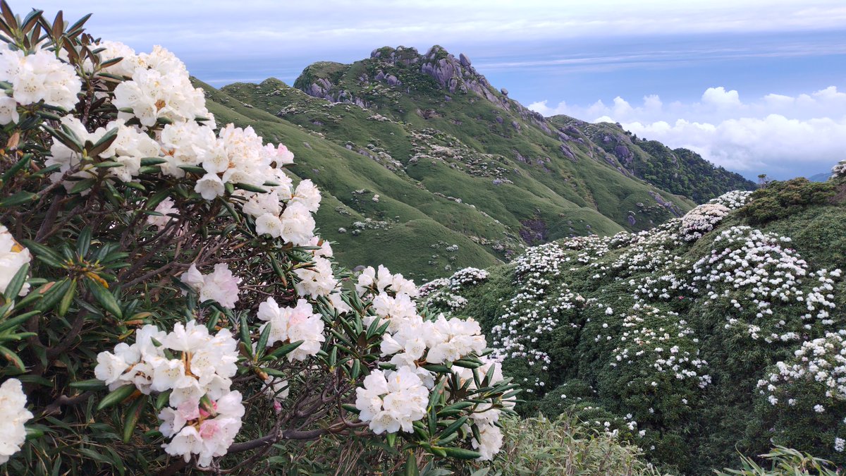 kuma_orso_osso's tweet photo. 屋久島シャクナゲが今年は当たり年だそうで、本当に天空のお花畑🌹🌹🌹🌹🌹 https://t.co/xuoERUi2le