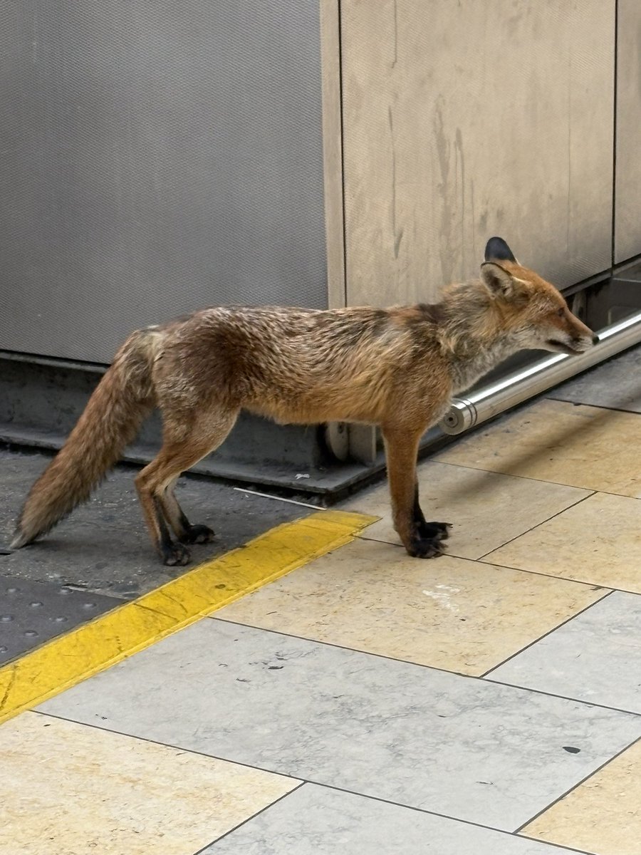 Welshman2008's tweet photo. This foxy 🦊 character came
To see me off on my journey home
From Paddington Station https://t.co/xeABvt67gv