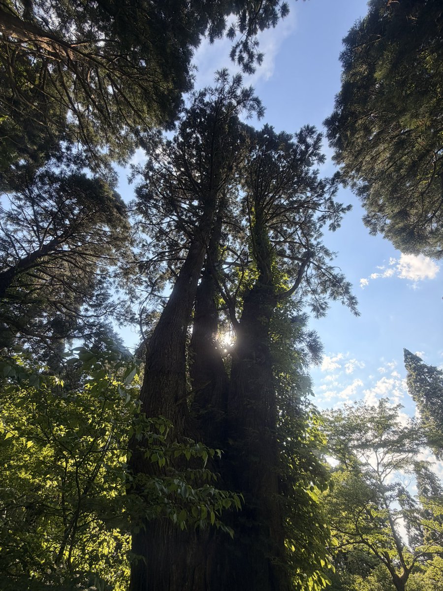 EvekiH's tweet photo. マイナスイオンすぎた🌲✨️ https://t.co/SE0Doi31jt