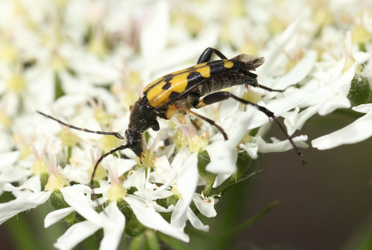 DaveOB66's tweet photo. Longhorn Beetles from Pickering Woods yesterday. Golden-bloomed Grey Longhorn, Wasp Beetle, Spotted Longhorn, and Black-striped Longhorn.
@nymr @NLonghornRS https://t.co/23Izy4ZgeG