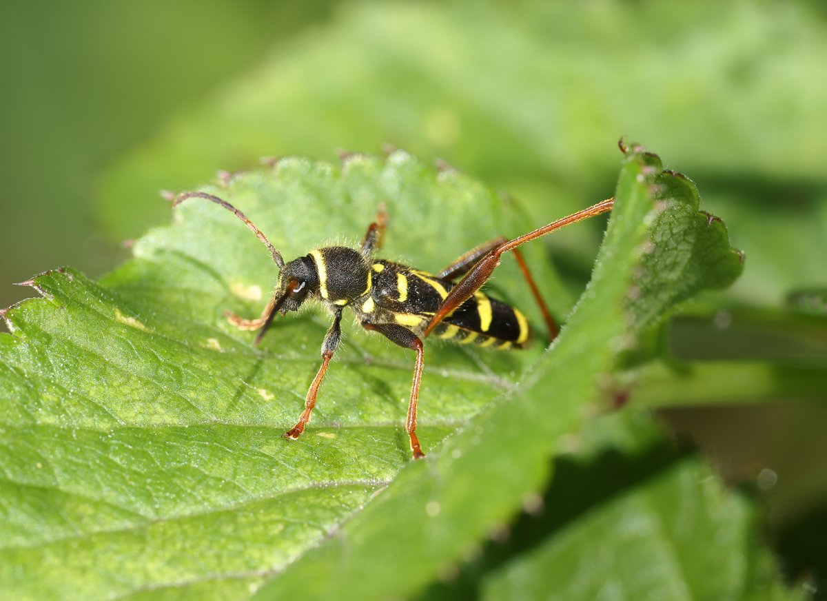DaveOB66's tweet photo. Longhorn Beetles from Pickering Woods yesterday. Golden-bloomed Grey Longhorn, Wasp Beetle, Spotted Longhorn, and Black-striped Longhorn.
@nymr @NLonghornRS https://t.co/23Izy4ZgeG