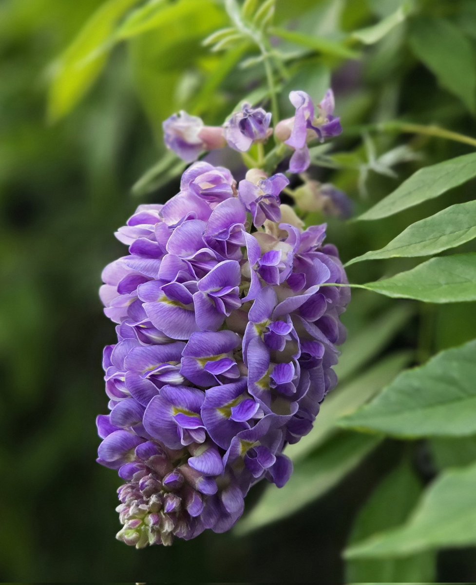 chicory000000's tweet photo. アメリカ藤もステキね(*ΦωΦ)🍇
色味がエレガントで形は可愛い♡
5月10日撮影
#アメリカ藤 #花が好き
#TLを花でいっぱいにしよう
#みんなの風景写真 https://t.co/HFIqhj2NOL