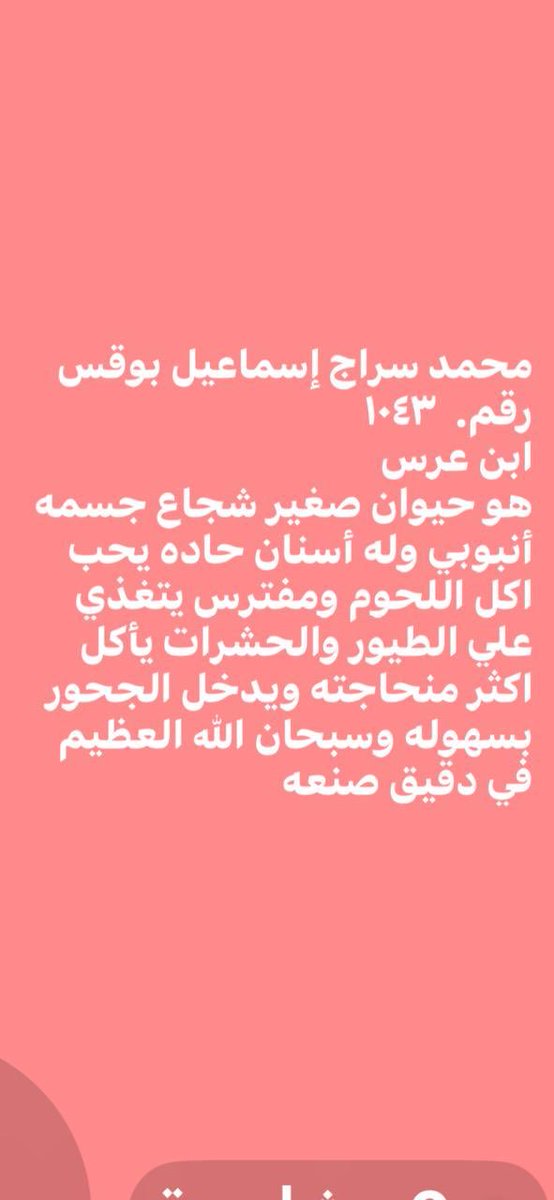 MSBogis's tweet photo. رقم.  ١٠٤٣   من عجيب صنع الله العظيم.  حيوان  ابن عرس https://t.co/PRVeP7WBKN