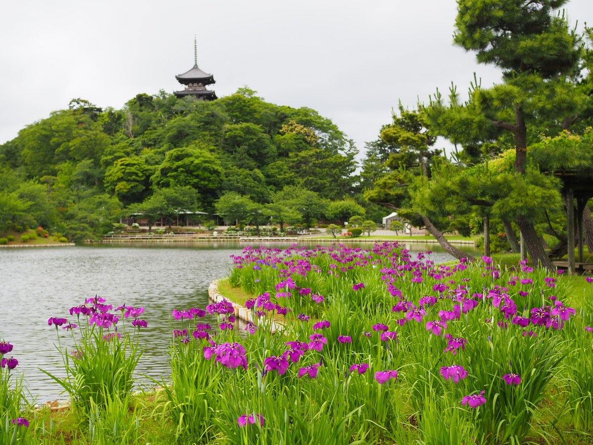 HSankeien's tweet photo. 紫色の花々も園内のあちこちを彩っています。
①②アジサイ、③花菖蒲、④ムラサキシキブ
#colorhunting #purple
ムラサキシキブとシロシキブは仲間で、繊細な花やつぼみが可憐です。外苑・大池の中の島で探してみてくださいね。 https://t.co/rJLl40hNMU