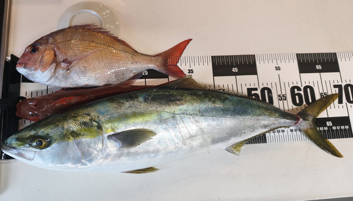 negi352's tweet photo. 釣りいけました´Д`)ﾔｯﾄ‥
大きな鯛が釣れました
やったー

 #タイラバ
 #70cm
 #ホントは69cm https://t.co/1V06kqv2Dv